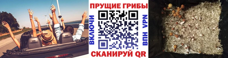 Псилоцибиновые грибы Cubensis Нижний Новгород
